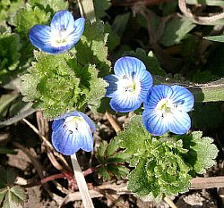 オオイヌノフグリの花